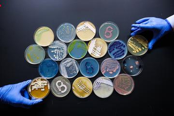 Petri dishes colourfully displayed 