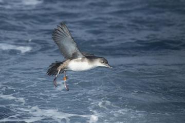Balearic Shearwater with GPS tag