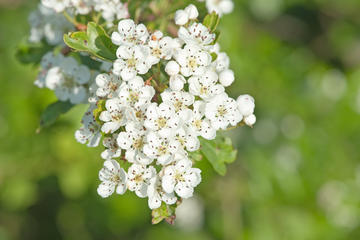 A branch of flowering hawthorn