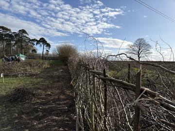 Looking up a laid hedge at Harcourt Arboretum on 28 February 2026