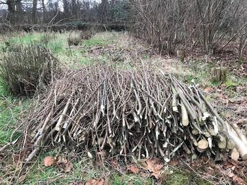 Hazel stems cut from a coppice 
