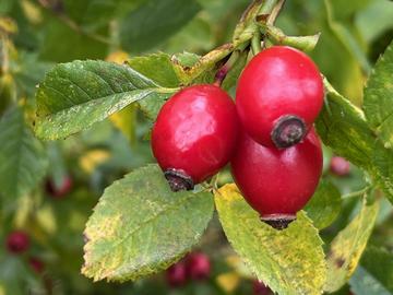 Dog rose hips