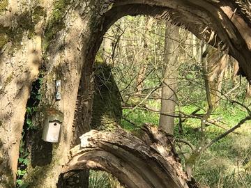 Nesting box in Wytham Woods