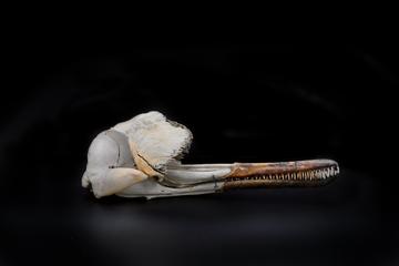 Skull of a river dolphin