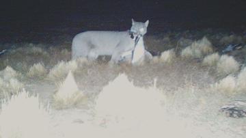 Image captured on a camera trap of a puma with a penguin