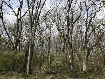 Ash trees in Wytham Woods, March 2022