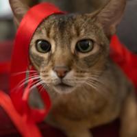 Pet cat with red ribbon